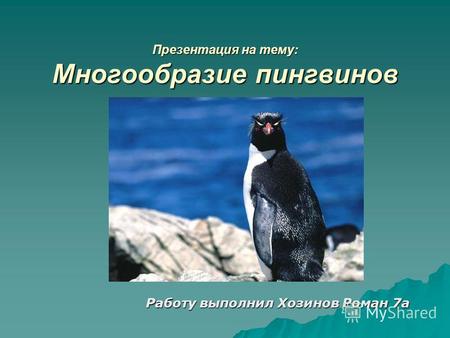Презентация на тему: Многообразие пингвинов Работу выполнил Хозинов Роман 7 а.