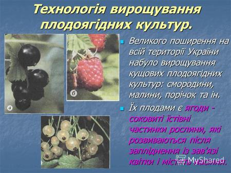 Технологія вирощування плодоягідних культур. Великого поширення на всій території України набуло вирощування кущових плодоягідних культур: смородини, малини,