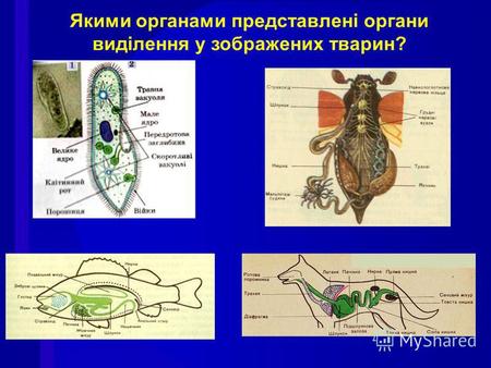 Якими органами представлені органи виділення у зображених тварин?