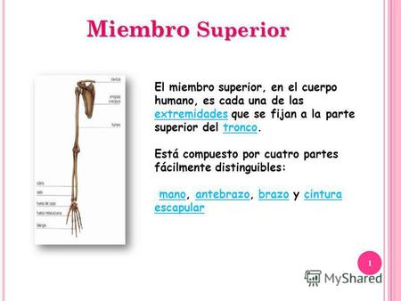 Miembro Superior El miembro superior, en el cuerpo humano, es cada una de las extremidades que se fijan a la parte superior del tronco. extremidadestronco.