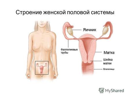 Строение женской половой системы. Женские половые органы разделяют на наружные и внутренние Наружный женские половые органы: Лобок (mons pubis) Большие.