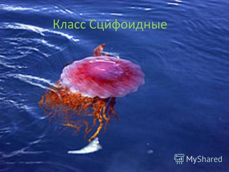 Класс Сцифоидные. Особенности строения Схематический разрез медузы: 1 щупальце; 2 нервное кольцо; 3 ротовой хоботок; 4 рот; 5 эктодерма; 6 энтодерма;