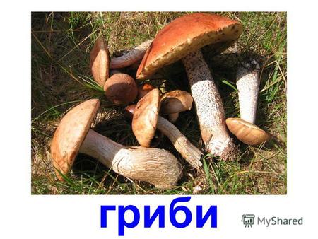 гриби їстівні гриби білий гриб (боровик) красноголовець.