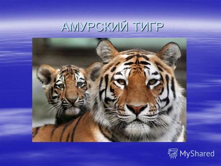 АМУРСКИЙ ТИГР. Знакомство с Амурским тигром Амурский (уссурийский) тигр обитает на юго- востоке России в Приморском крае. Это самым крупным представителем.