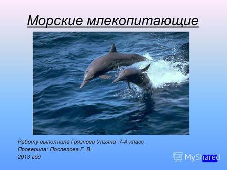 Морские млекопитающие Работу выполнила Грязнова Ульяна 7-А класс Проверила: Поспелова Г. В. 2013 год.