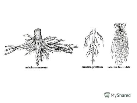 Lemna minor Rădăcini contractile au particularitatea de a se scurta după terminarea creşterii în lungime, putându-şi reduce lungimea la 30%. In structura.