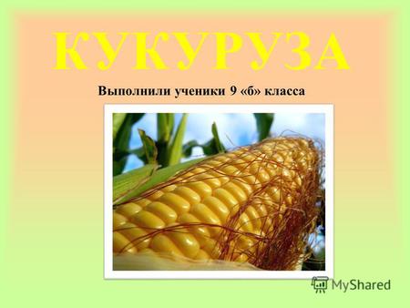 КУКУРУЗА Выполнили ученики 9 «б» класса. Применение кукурузы в медицине Применение кукурузы в кулинарии Кукуруза – один из популярнейших пищевых продуктов.