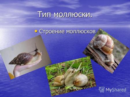 Тип моллюски. Строение моллюсков. Строение и жизнедеятельность Строение и жизнедеятельность.