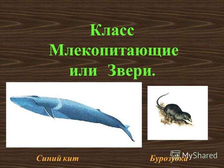 Класс Млекопитающие или Звери. Синий кит Бурозубка.