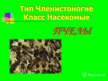 ПЧЕЛЫ ПЧЕЛЫ Тип Членистоногие Класс Насекомые. Тело взрослой пчелы состоит из 3-х основных отделов: голова, грудь брюшко.