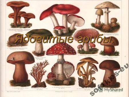 Ядовитые грибы.. грибы, употребление которых в пищу может вызвать отравление. грибы, употребление которых в пищу может вызвать отравление.