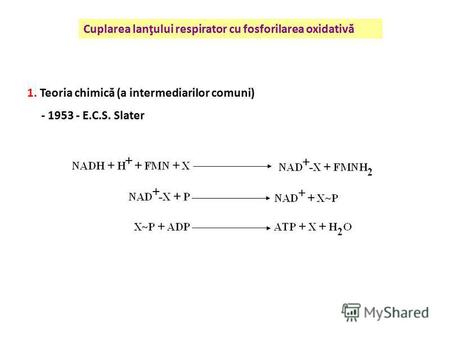 Cuplarea lanţului respirator cu fosforilarea oxidativă 1. Teoria chimică (a intermediarilor comuni) - 1953 - E.C.S. Slater.