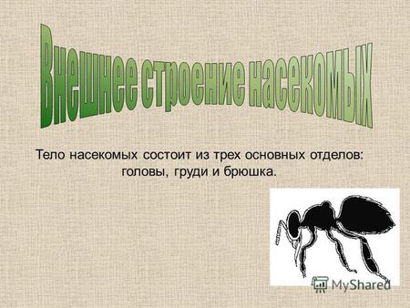 Тело насекомых состоит из трех основных отделов: головы, груди и брюшка.