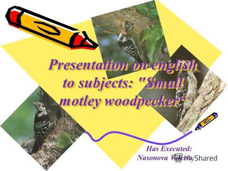 Presentation on english to subjects: Small motley woodpecker Has Executed: Nasonova Valeria.