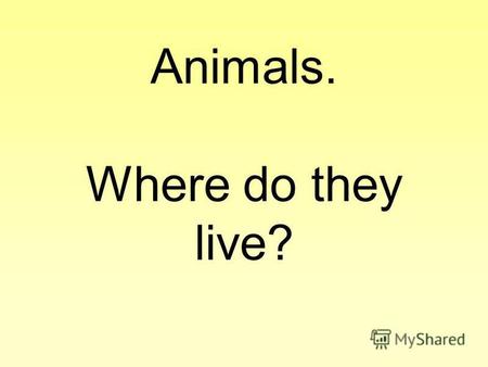 Animals. Where do they live?. Answer the questions Who is the cleverest animal? a) dolphinb) monkeyc) hend) penguin Who is the biggest animal on the land?
