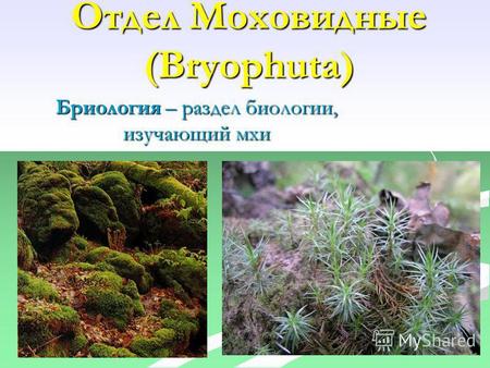 Отдел Моховидные (Bryophuta) Бриология – раздел биологии, изучающий мхи.
