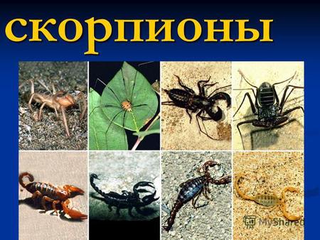 Скорпионы Тип членистоногие Тип членистоногие Скорпионы древнейший отряд не только среди паукообразных, но и среди наземных членистоногих вообще. Скорпионы.