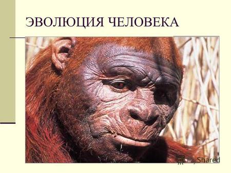 ЭВОЛЮЦИЯ ЧЕЛОВЕКА. В книге Происхождение человека и половой отбор (1871) Дарвин обосновал гипотезу происхождения человека от обезьяноподобного предка.