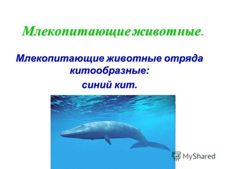 Млекопитающие животные. Млекопитающие животные отряда китообразные: синий кит.