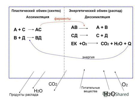 Пластический обмен (синтез) Ассимиляция Энергетический обмен (распад) Диссимиляция АВ А + В СД С + Д ЕК +О 2 СО 2 + Н 2 О + Q А + С АС В + Д ВД ферменты.