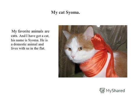 My cat Syoma. My favorite animals are cats. And I have got a cat, his name is Syoma. He is a domestic animal and lives with us in the flat.