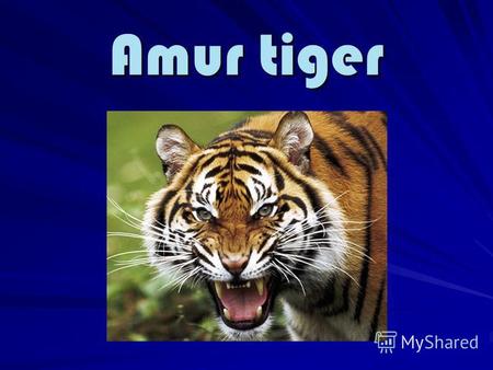 Amur tiger The Amur tiger is listed in the Red Book in 1947. The Amur tiger is listed in the Red Book in 1947.