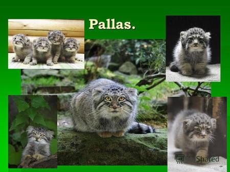 Pallas. Pallas.. The eyes are yellow, the pupils are in bright light, in contrast to domestic cat-eye pupils do not get slit shape, and stay round. On.