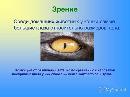 Зрение Среди домашних животных у кошки самые большие глаза относительно размеров тела. Кошки умеют различать цвета, но по сравнению с человеком восприятие.