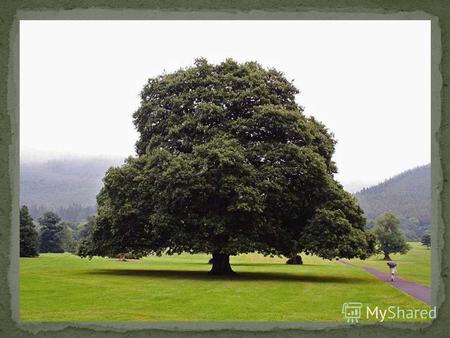 Дуб это дерево, неоднократно воспетое в сказаниях, легендах, пословицах и поговорках многих народов, населяющих нашу планету. Да и есть за что. Именно.