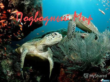 Подводный Мир. Содержание: Введение Морские черепахи Медузы Морские Звезды Дельфины Морской Еж Морской Конек.