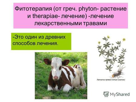 Фитотерапия (от греч. phyton- растение и therapiae- лечение) -лечение лекарственными травами -Это один из древних способов лечения.