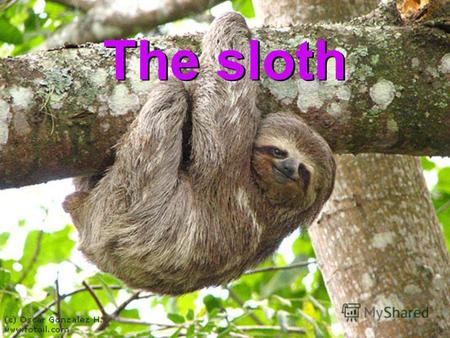 The sloth This is a sloth. It lives in the South American rainforest.