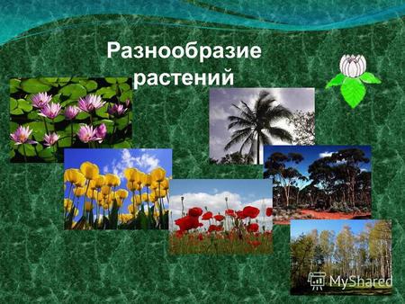 Разнообразие растений. Растения одноклеточные многоклеточные.