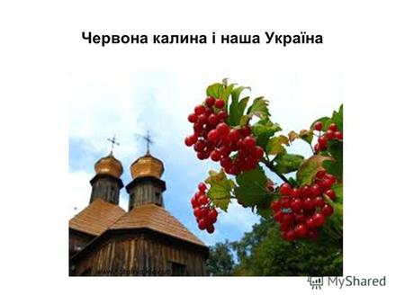 Червона калина і наша Україна. Калина – це гарний плодовий і декоративний чагарник.