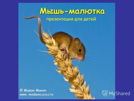 Мышь-малютка презентация для детей @ Мадам Маман www. madame.ucoz.ru.