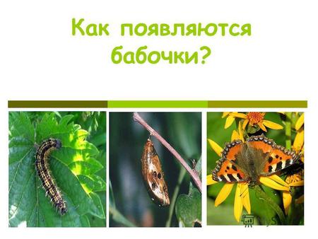 Как появляются бабочки?. Жизненный цикл бабочки Яйцо Личинка Куколка Имаго Переход от одной стадии к другой или превращение, называется метаморфозом.