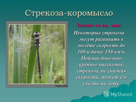 Стрекоза-коромысло Знаете ли вы, что: Некоторые стрекозы могут развивать в полёте скорость до 100 и даже 150 км/ч. Поймав довольно крупное насекомое, стрекоза,