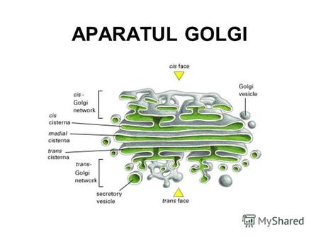 APARATUL GOLGI. Descoperirea aparatului Golgi A fost descoperit la microscopul optic de către Camillo Golgi sec. XIX Aspect reţele în jurul nucleului.