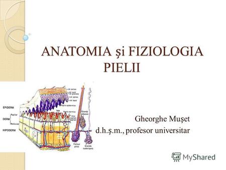 ANATOMIA i FIZIOLOGIA PIELII Gheorghe Muet d.h..m., profesor universitar.