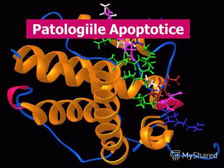 Patologiile Apoptotice. 2 Apoptoza - Definiţie Formă activă a morţii celulare Sub control genetic Rezultă din activarea unui program prestabilit de interacţiuni.