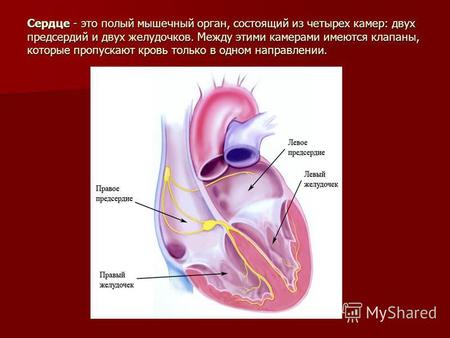 Сердце - это полый мышечный орган, состоящий из четырех камер: двух предсердий и двух желудочков. Между этими камерами имеются клапаны, которые пропускают.