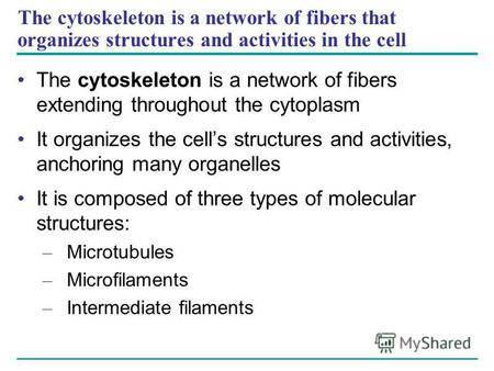 The cytoskeleton is a network of fibers that organizes structures and activities in the cell The cytoskeleton is a network of fibers extending throughout.