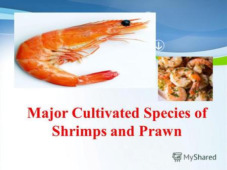 Powerpoint Templates Page 1 Powerpoint Templates Major Cultivated Species of Shrimps and Prawn.