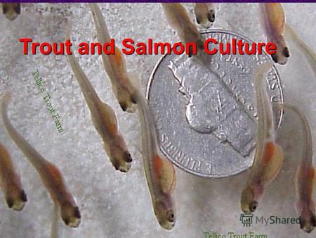 Trout and Salmon Culture. Introduction Culture of trouts and salmons (Salmonidae) originated much later than carps. Greater scientific effort has been.