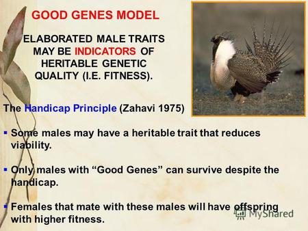 ELABORATED MALE TRAITS MAY BE INDICATORS OF HERITABLE GENETIC QUALITY (I.E. FITNESS). GOOD GENES MODEL The Handicap Principle (Zahavi 1975) Some males.