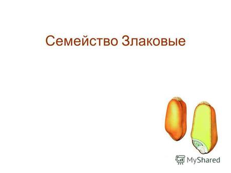 Семейство Злаковые. Характеристика Всего около 10 000 видов, в Казахстане 418 видов. Травянистые растения Стебель - соломина. Листья очерёдные, параллельное.