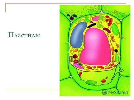 Пластиды Пластиды – основной органоид клеток растений Хлоропласты - зеленые, Хромопласты - красные, оранжевые, желтые. Лейкопласты – бесцветные.