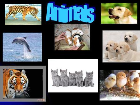 Across 1. An animal that can bark and used for guarding the household 4. Any of various burrowing animals of the family having long ears and short tails.
