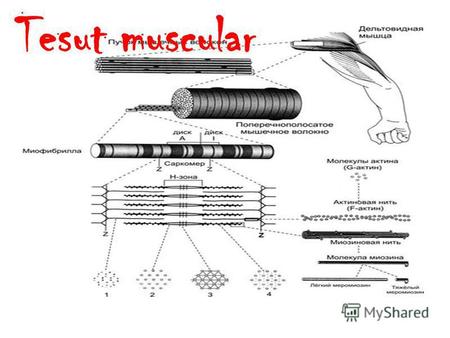 Tesut muscular. Fig.3.1. Structura muşchiului striat (în stare de repaus)