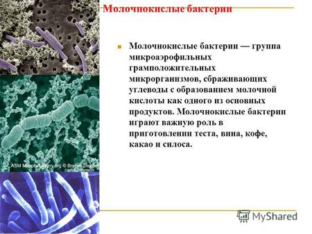 Молочнокислые бактерии Молочнокислые бактерии группа микроаэрофильных грамположительных микрорганизмов, сбраживающих углеводы с образованием молочной кислоты.